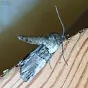 Ceratonyx satanaria - Hodges#6780