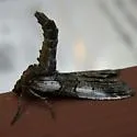 Ceratonyx satanaria - Hodges#6780 - photo 2