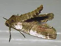 Ceratonyx satanaria - Hodges#6780 - photo 3