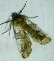 Ceratonyx satanaria - Hodges#6780 - photo 4