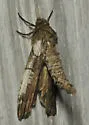 Ceratonyx satanaria - Hodges#6780 - photo 5