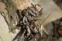 Gopher Tortoise Moth - Hodges#0414 - photo 5
