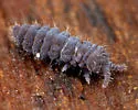 Ceratophysella denticulata - photo 2
