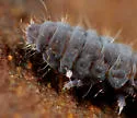 Ceratophysella denticulata - photo 3