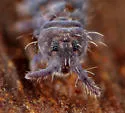Ceratophysella denticulata - photo 4