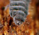 Ceratophysella denticulata - photo 5