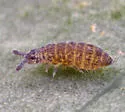 Ceratophysella gibbosa