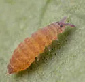 Ceratophysella gibbosa - photo 2
