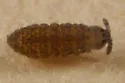 Ceratophysella pratorum