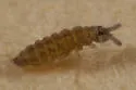 Ceratophysella pratorum - photo 2