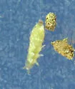 Ceratophysella succinea