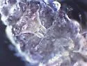 Ceratophysella succinea - photo 2