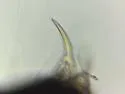 Ceratophysella succinea - photo 3