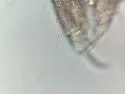 Ceratophysella succinea - photo 4