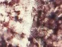 Ceratophysella succinea - photo 5