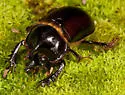 Gopher Beetle - Ceratophyus gopherinus