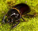 Gopher Beetle - photo 2