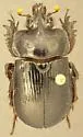 Gopher Beetle - photo 3