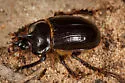 Gopher Beetle - photo 5