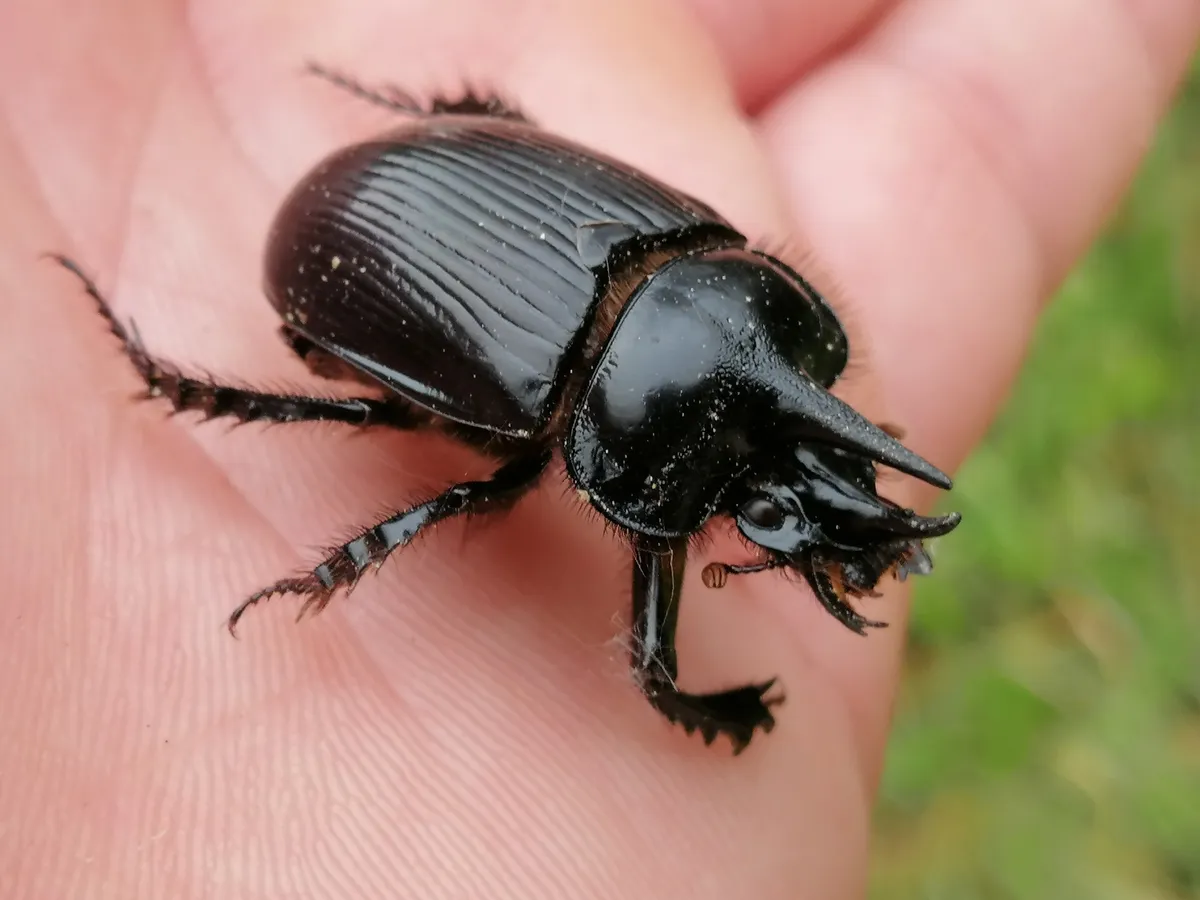 Ceratophyus hoffmannseggi - photo 3
