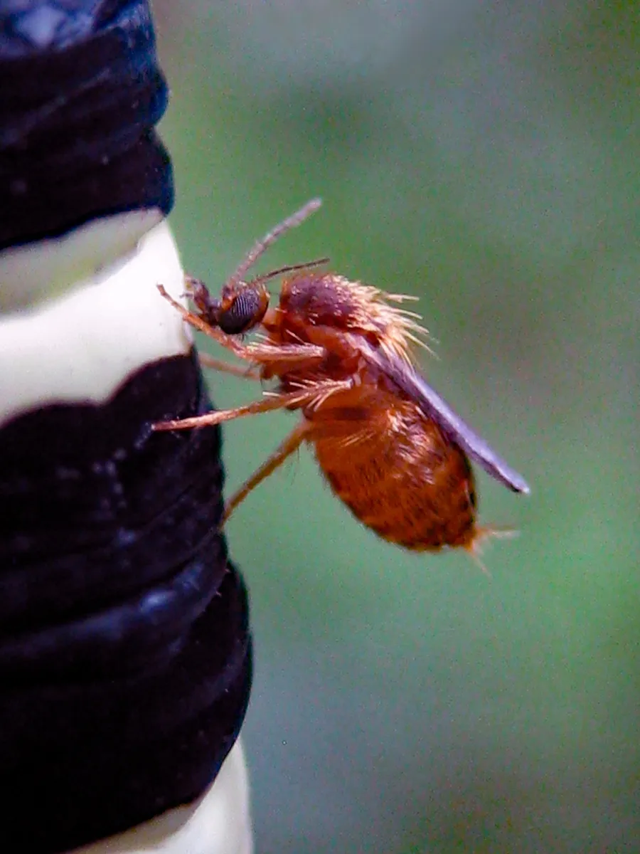 Biting Midges - photo 2