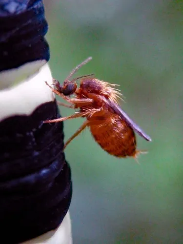 Biting Midges - photo 3