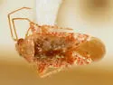 Ceratopsallus croceus - Ceratopsallus croceus
