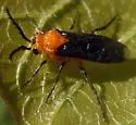 Ceratulus spectabilis - photo 4
