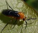 Ceratulus spectabilis - photo 5