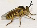 Golden Tiger Fly