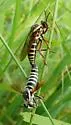 Ring-tailed Tiger Fly
