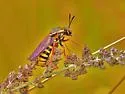 Ring-tailed Tiger Fly - photo 2
