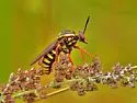 Ring-tailed Tiger Fly - photo 3
