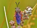 Ring-tailed Tiger Fly - photo 4