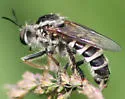Ring-tailed Tiger Fly - photo 5