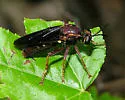 Red-backed Tiger Fly