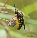 Red-backed Tiger Fly - photo 5
