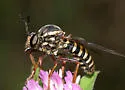 Banded Tiger Fly