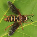 Banded Tiger Fly - photo 2