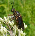 Banded Tiger Fly - photo 3