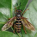 Banded Tiger Fly - photo 4