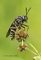 Banded Tiger Fly - photo 5