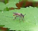 Black-legged Tiger Fly