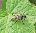 Black-legged Tiger Fly - photo 2
