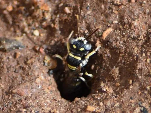 Cerceris acanthophila