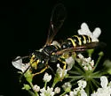 Cerceris arelate