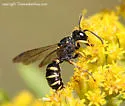 Cerceris arelate - photo 4