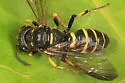 Cerceris arelate - photo 5