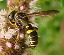 Cerceris atramontensis