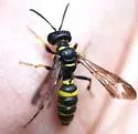Cerceris atramontensis - photo 2